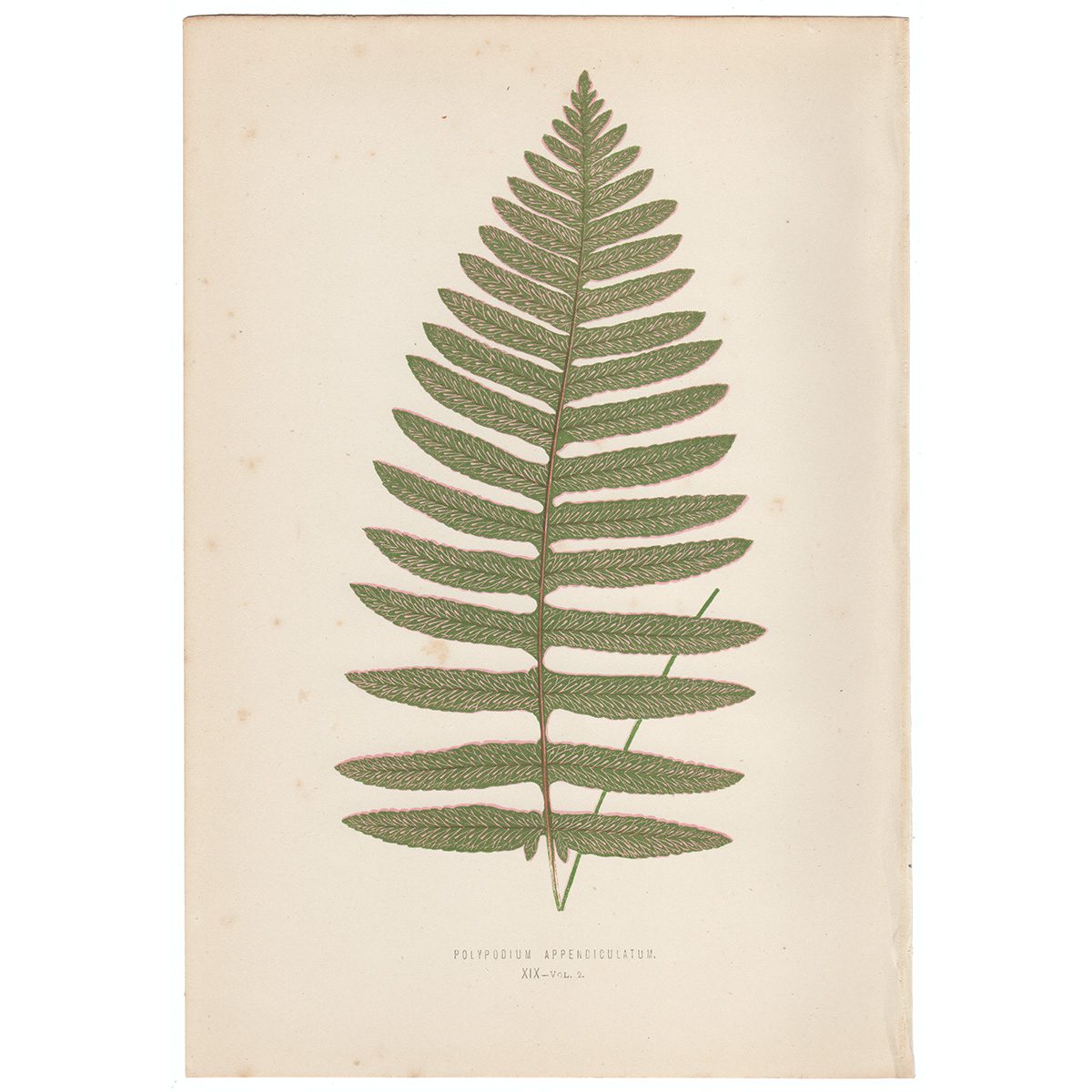 Lowe Ferns Vol 2 Plate 19 Polypodium Appendiculatum