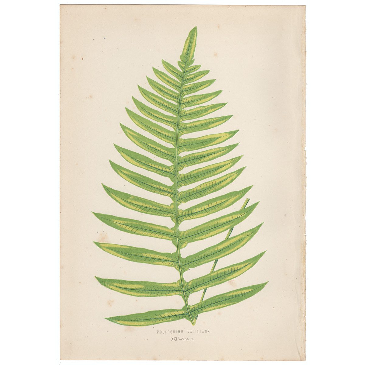 Lowe Ferns Vol 2 Plate 22 Polypodium Vacillans