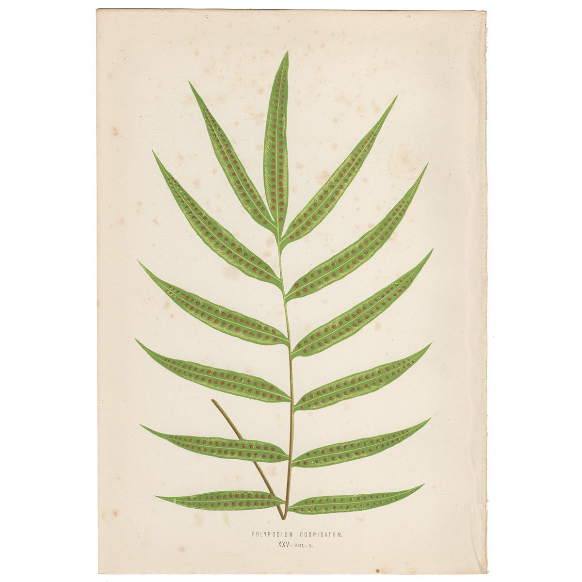 Lowe Ferns Vol 2 Plate 25 Polypodium Cuspidatum