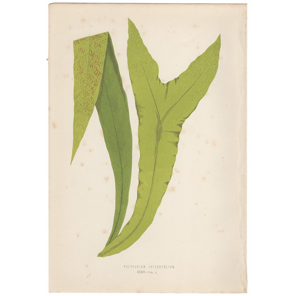 Lowe Ferns Vol 2 Plate 27 Polypodium Integrifolium