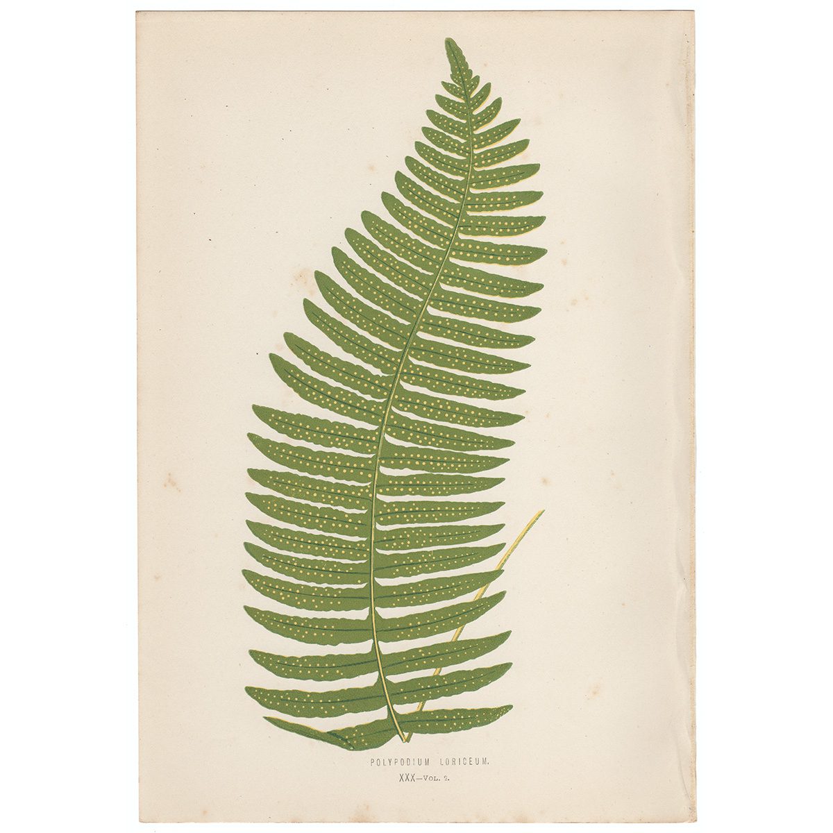 Lowe Ferns Vol 2 Plate 30 Polypodium Loriceum