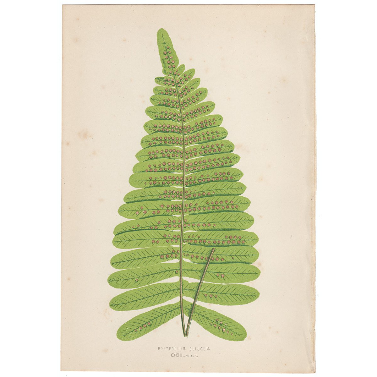 Lowe Ferns Vol 2 Plate 33 Polypodium Claucum