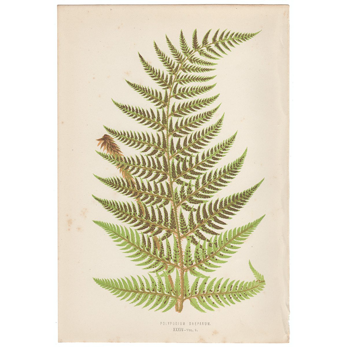 Lowe Ferns Vol 2 Plate 34 Polypodium Drepanum