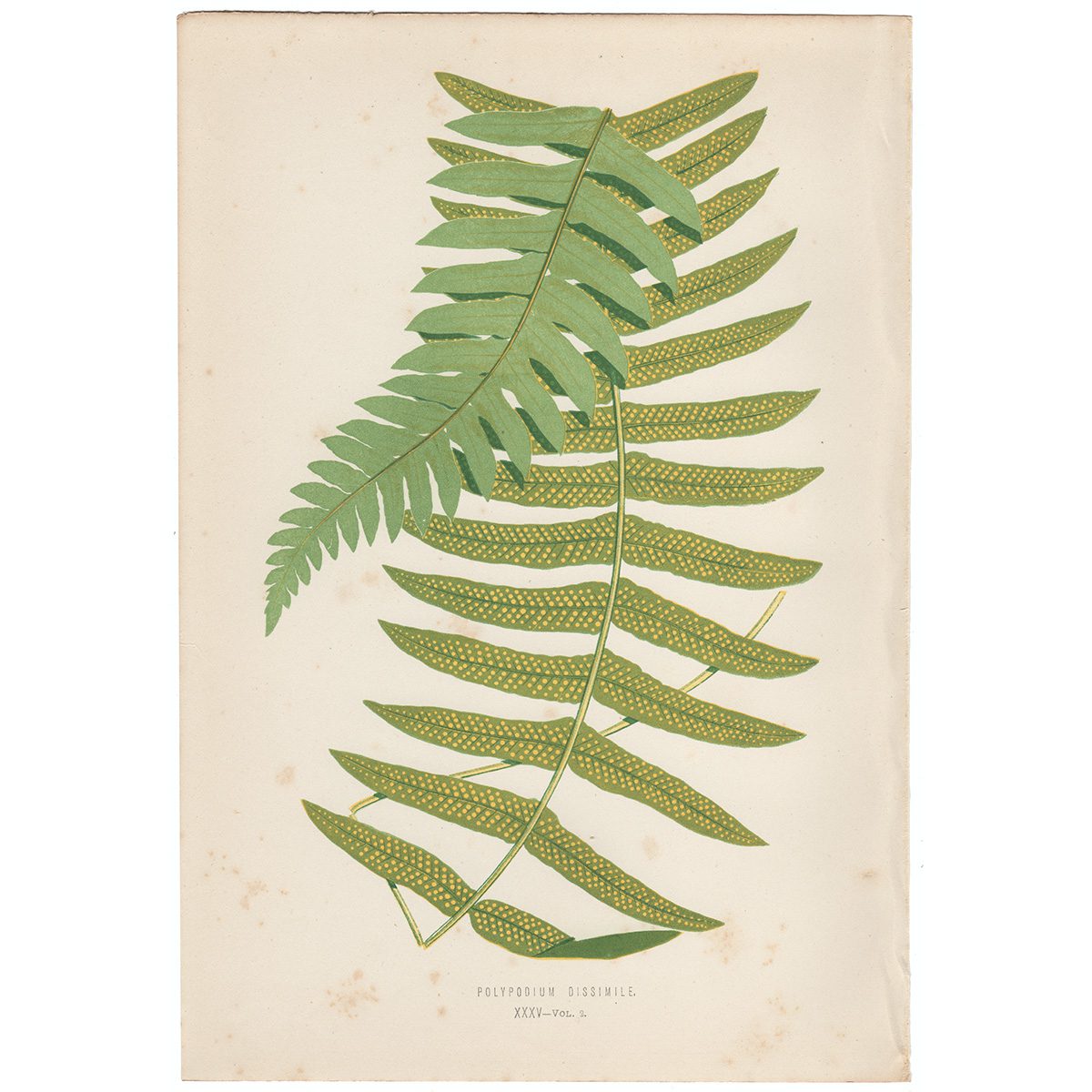 Lowe Ferns Vol 2 Plate 35 Polypodium Dissimile