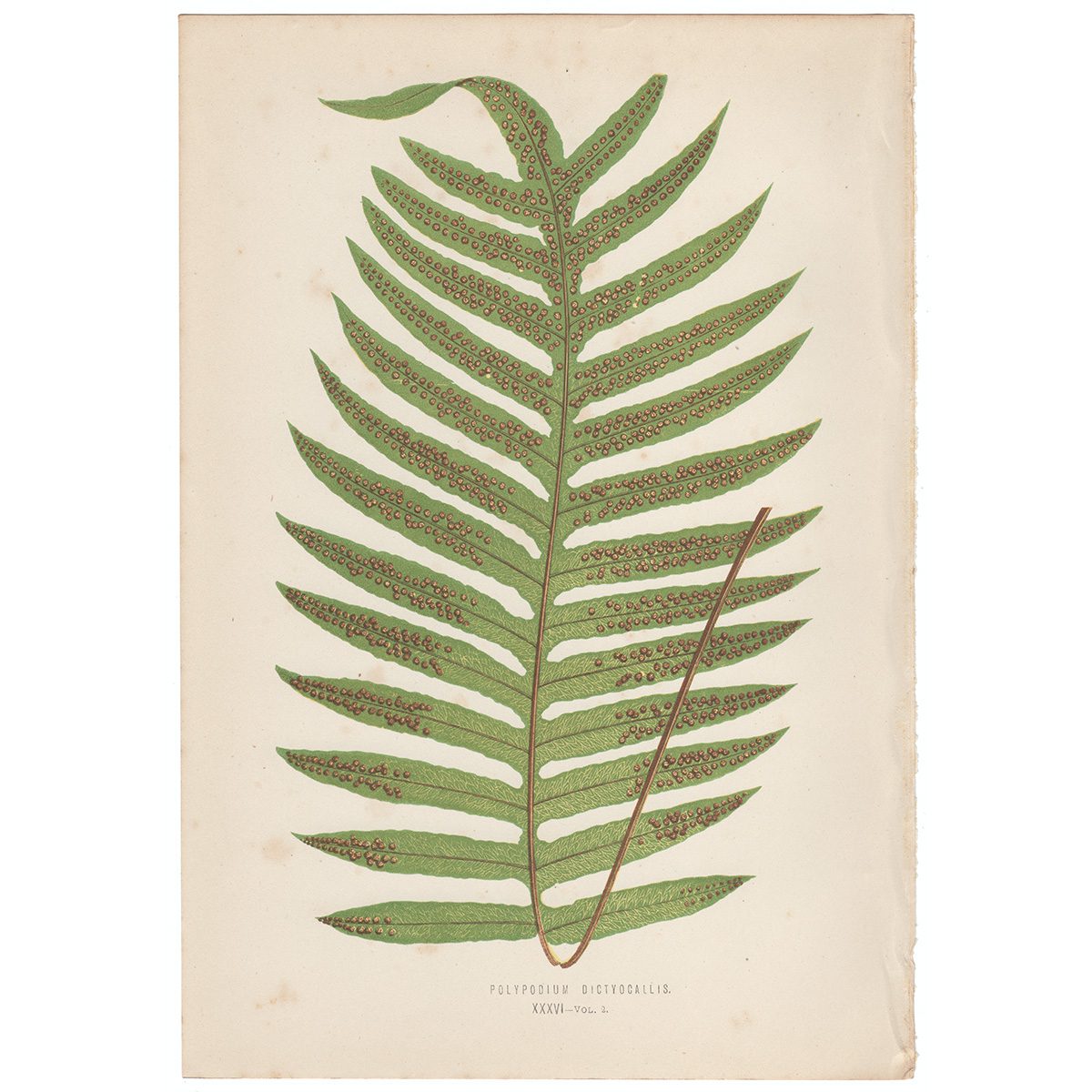 Lowe Ferns Vol 2 Plate 36 Polypodium Dictyocallis