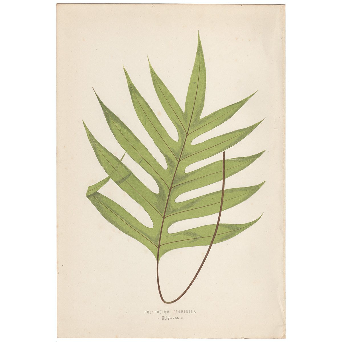 Lowe Ferns Vol 2 Plate 44 Polypodium Terminale