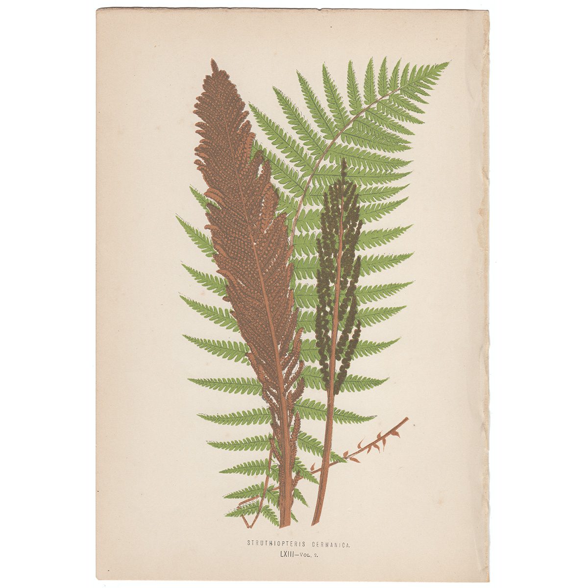 Lowe Ferns Vol 2 Plate 63 Struthiopteris Cermanica