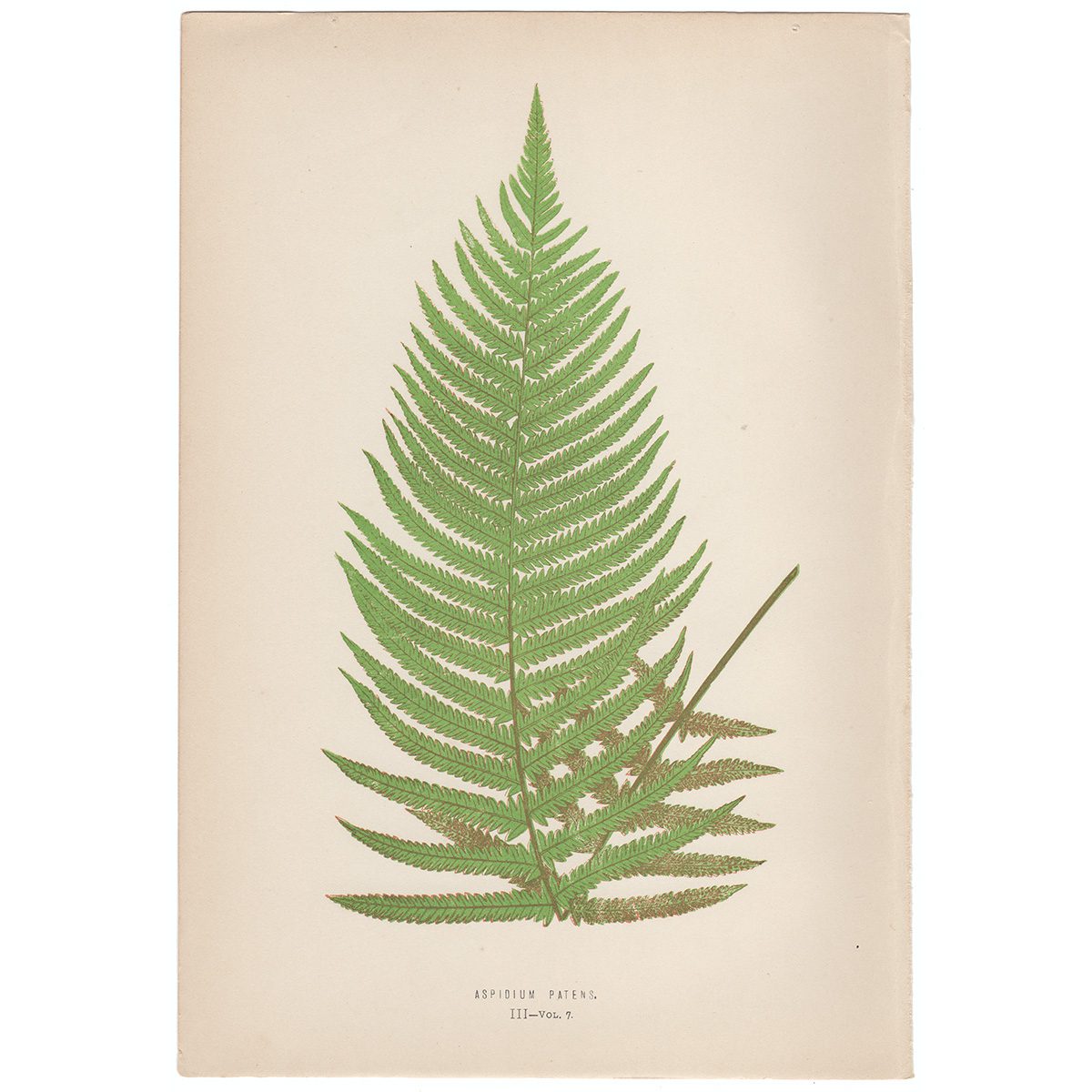 Lowe Ferns Vol 7 Plate 3 Aspidium Patens