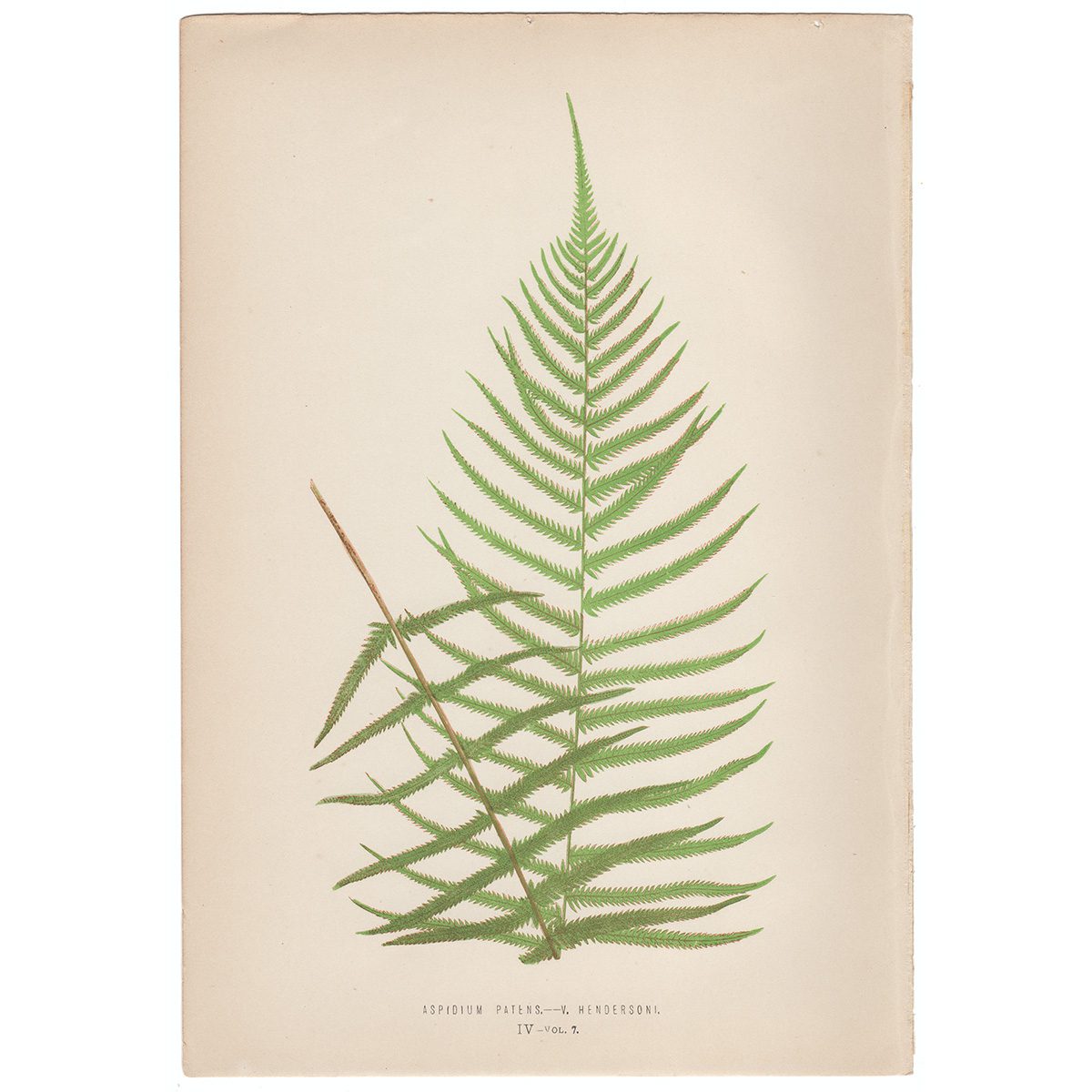 Lowe Ferns Vol 7 Plate 4 Aspidium Patens - V. Hendersoni