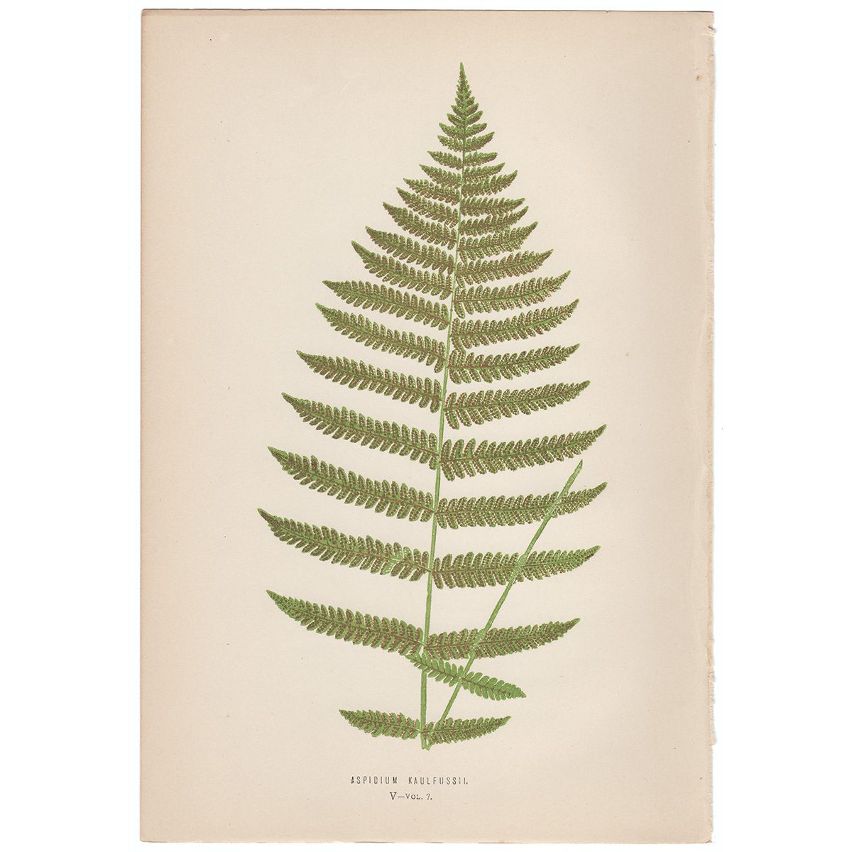 Lowe Ferns Vol 7 Plate 5 Aspidium Kaulfussii