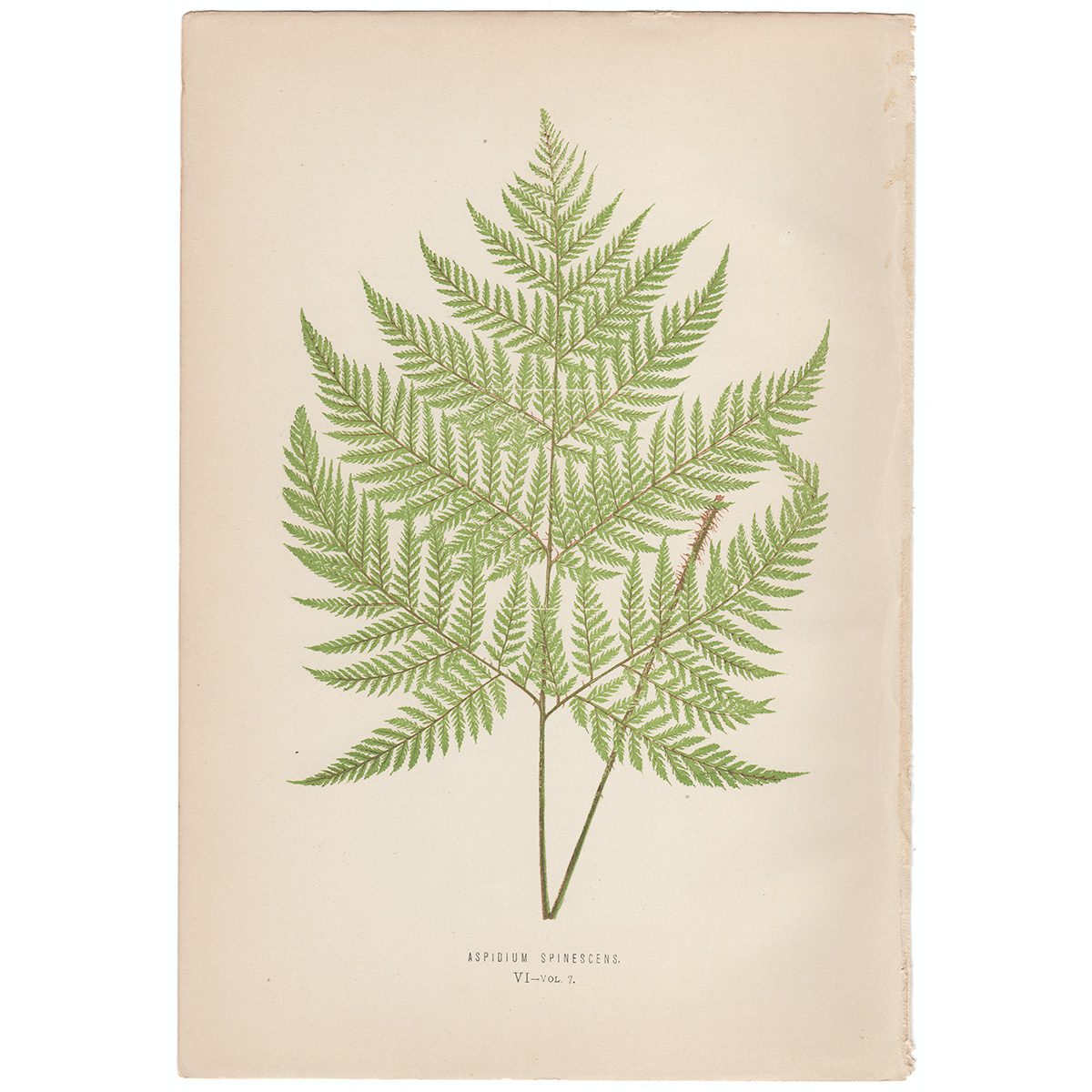 Lowe Ferns Vol 7 Plate 6 Aspidium Spinescens