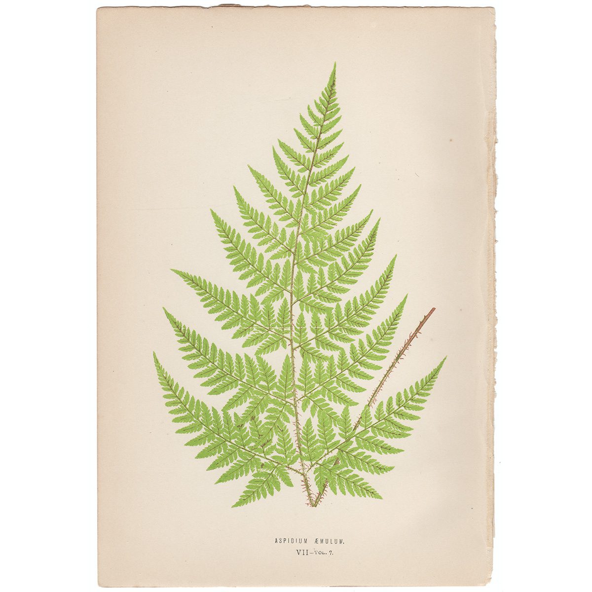 Lowe Ferns Vol 7 Plate 7 Aspidium Aemulum