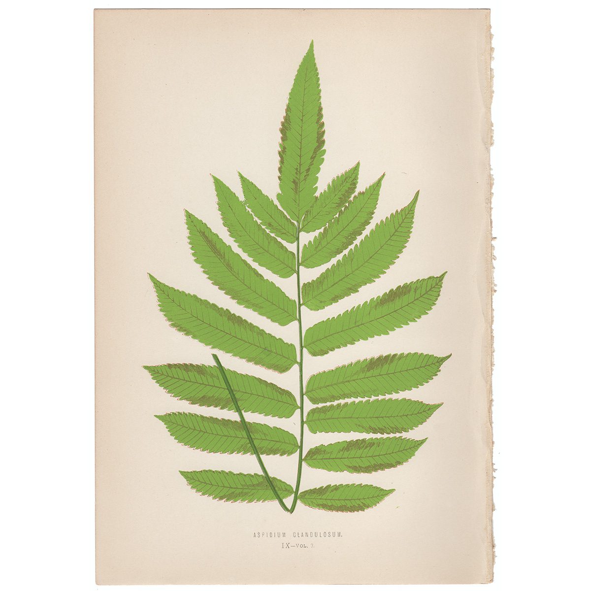 Lowe Ferns Vol 7 Plate 9 Aspidium Clandulosum