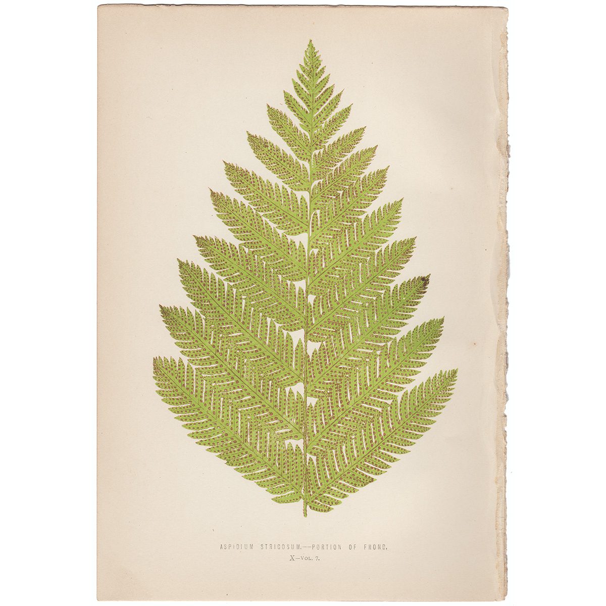 Lowe Ferns Vol 7 Plate 10 Aspidium Strigosum - Portion of Frond