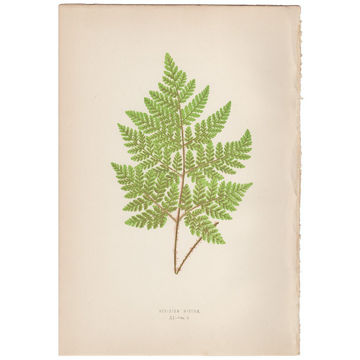 Lowe Ferns Vol 7 Plate 11 Aspidium Hirtum
