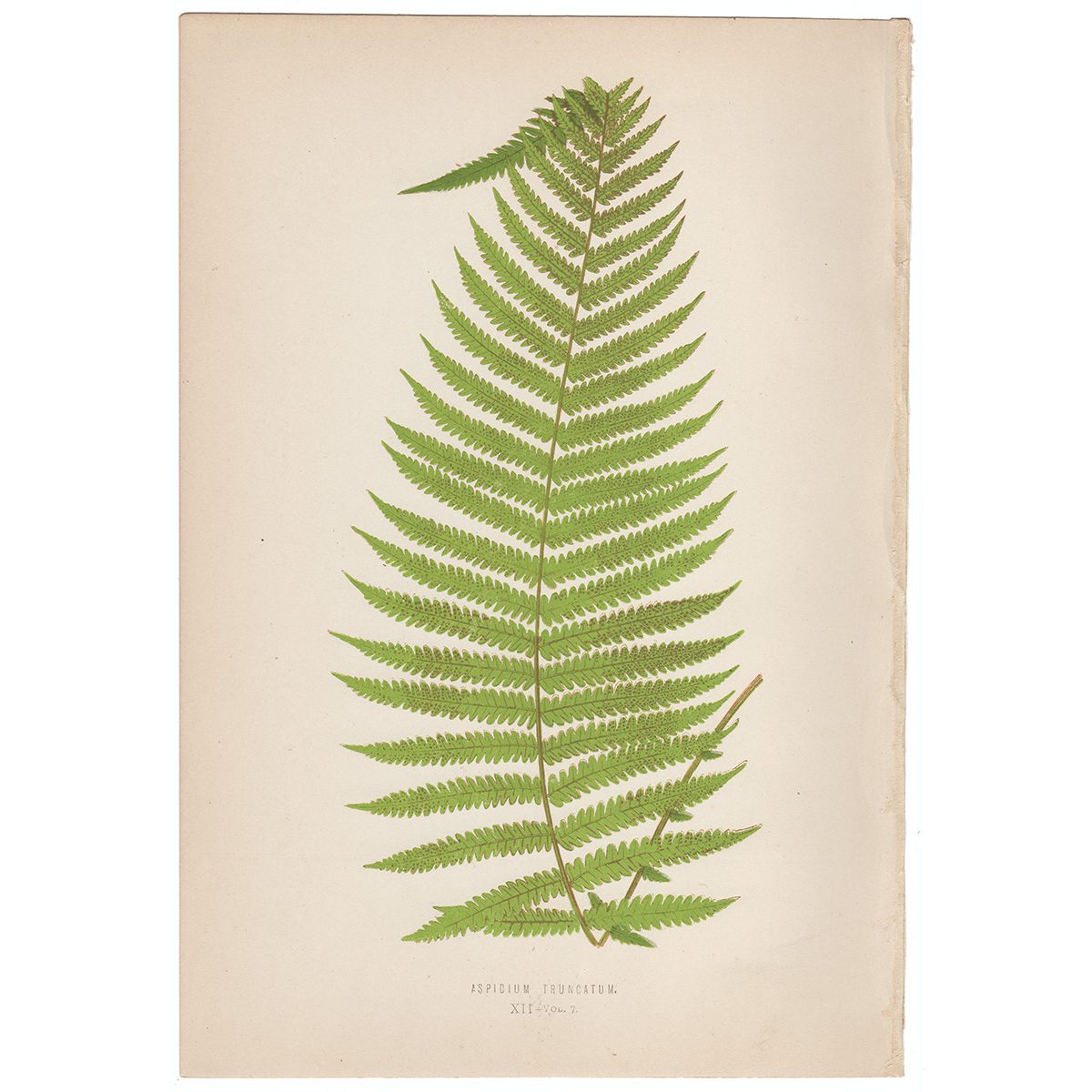 Lowe Ferns Vol 7 Plate 12 Aspidium Truncatum