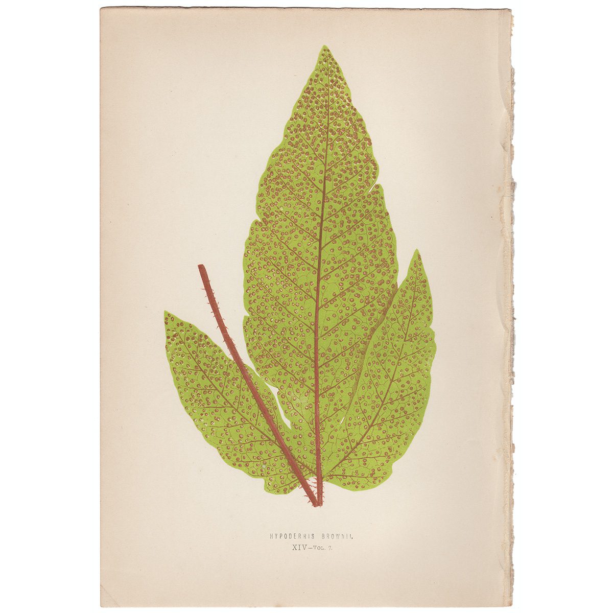 Lowe Ferns Vol 7 Plate 14 Hypoderris Brownii