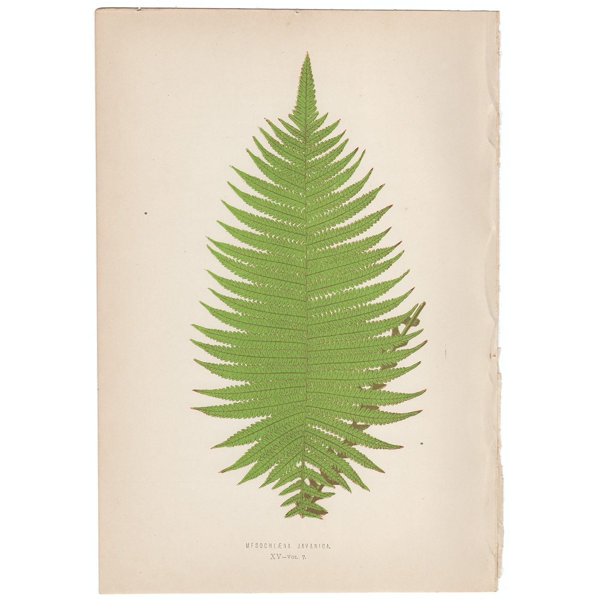Lowe Ferns Vol 7 Plate 15 Mesochlaena Javanica