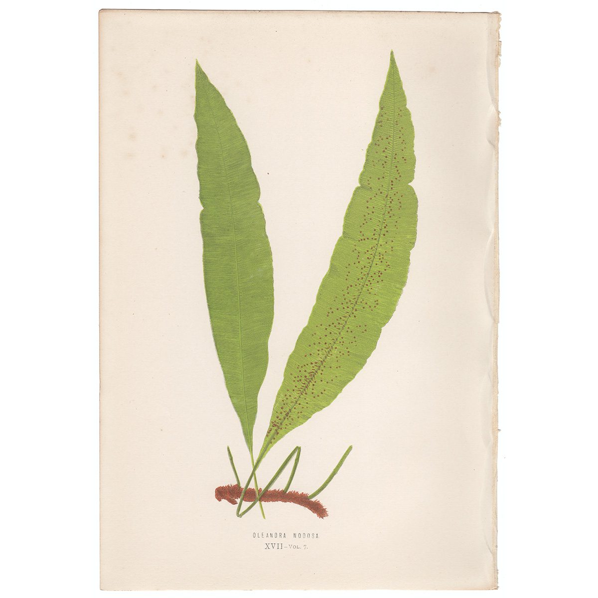 Lowe Ferns Vol 7 Plate 17 Oleandra Nodosa