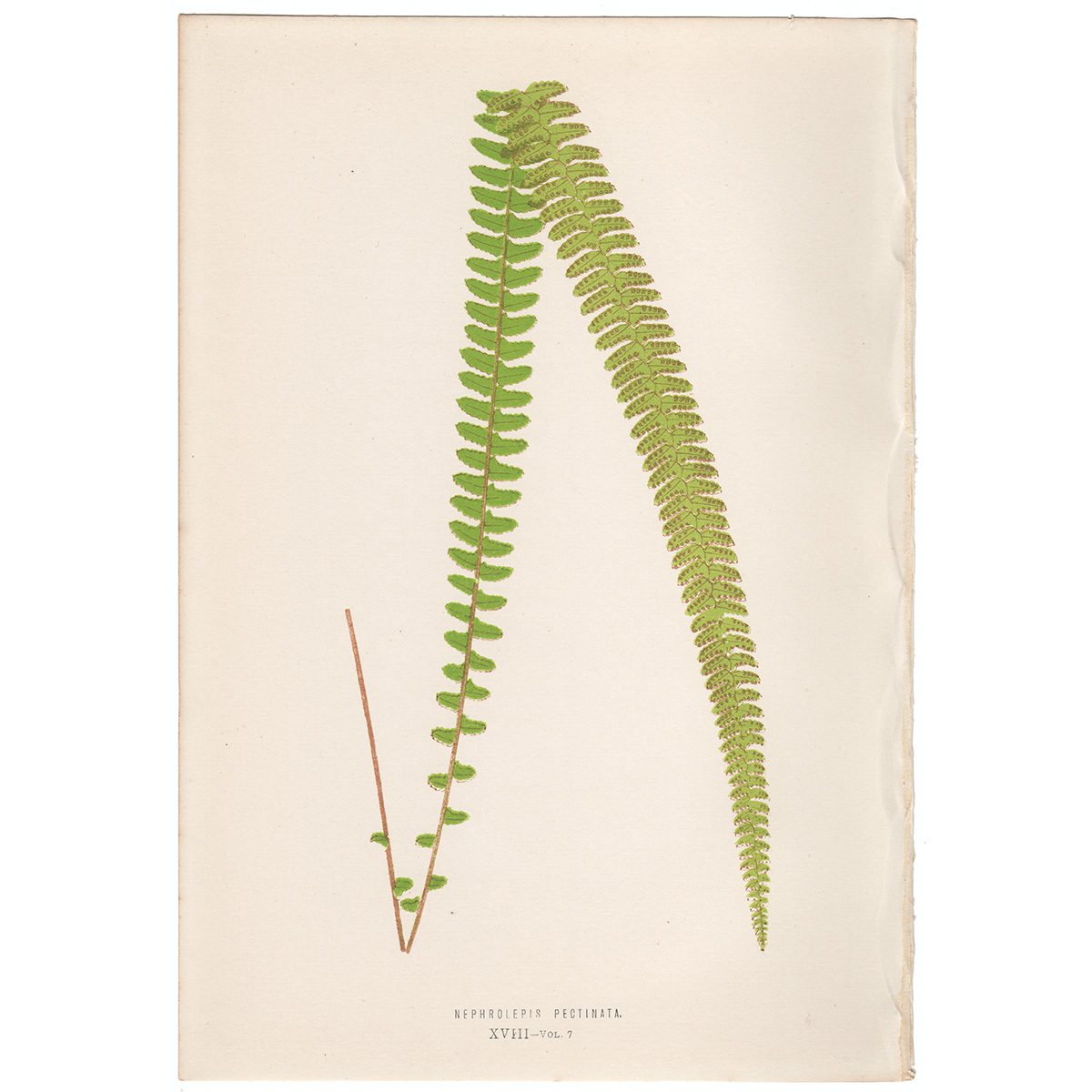 Lowe Ferns Vol 7 Plate 18 Nephrolepis Pectinata
