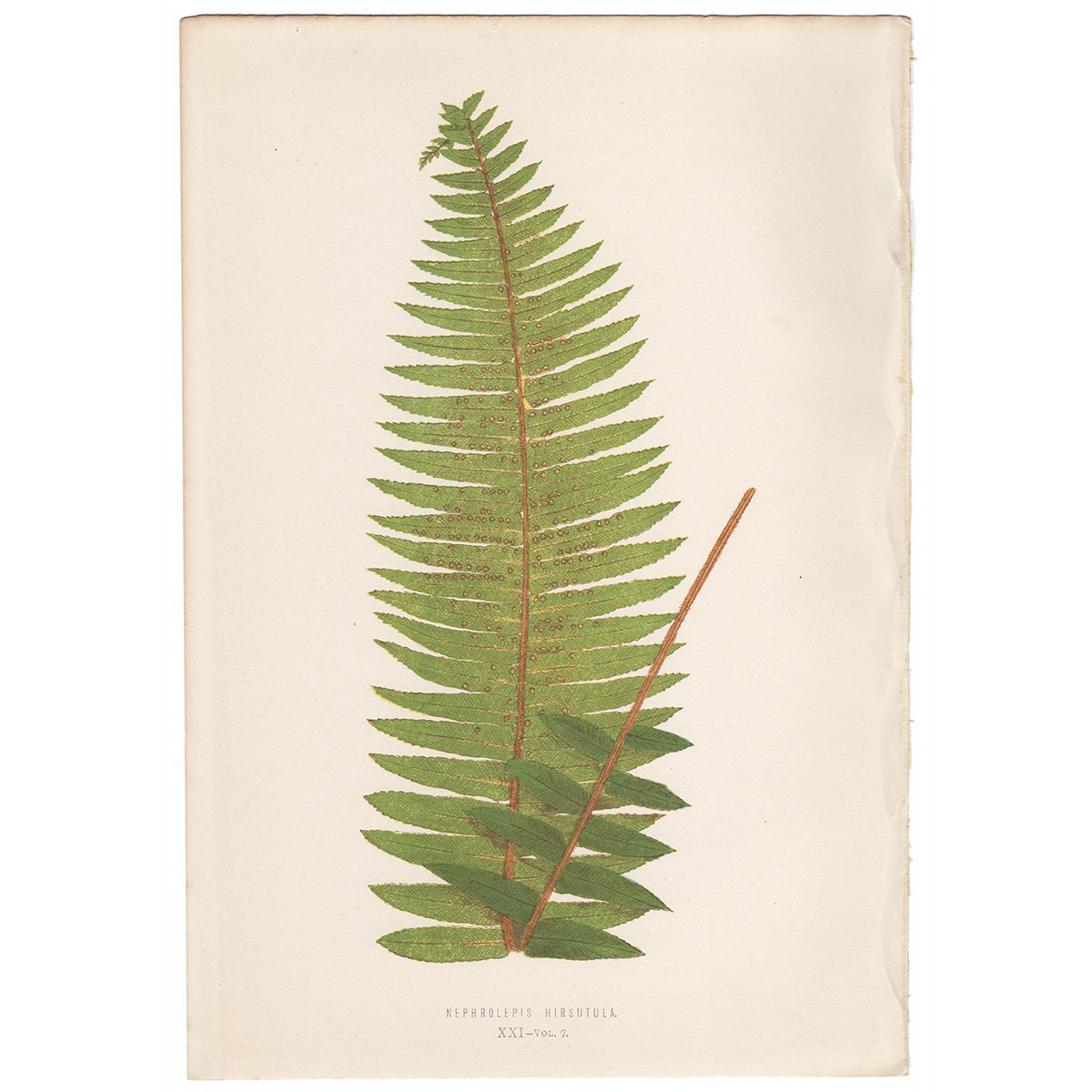 Lowe Ferns Vol 7 Plate 21 Nephrolepis Hirsutula