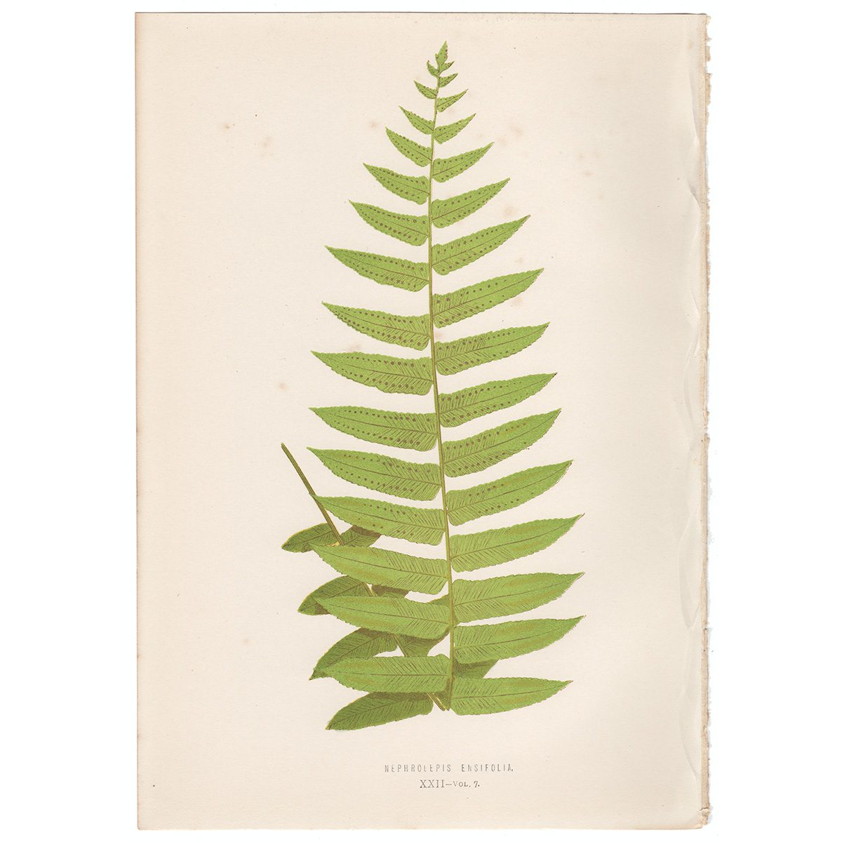 Lowe Ferns Vol 7 Plate 22 Nephrolepis Ensifolia