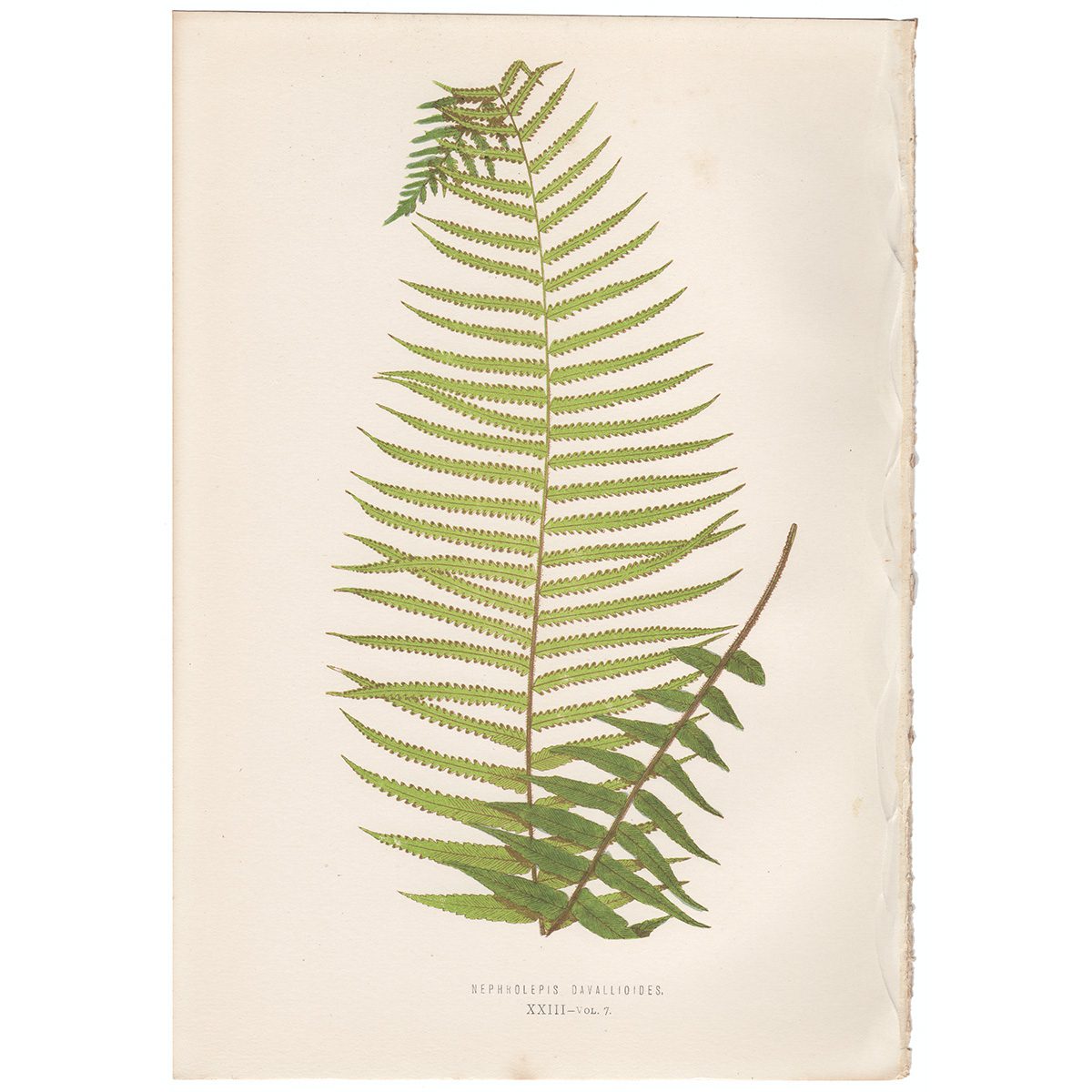 Lowe Ferns Vol 7 Plate 23 Nephrolepis Davallioides
