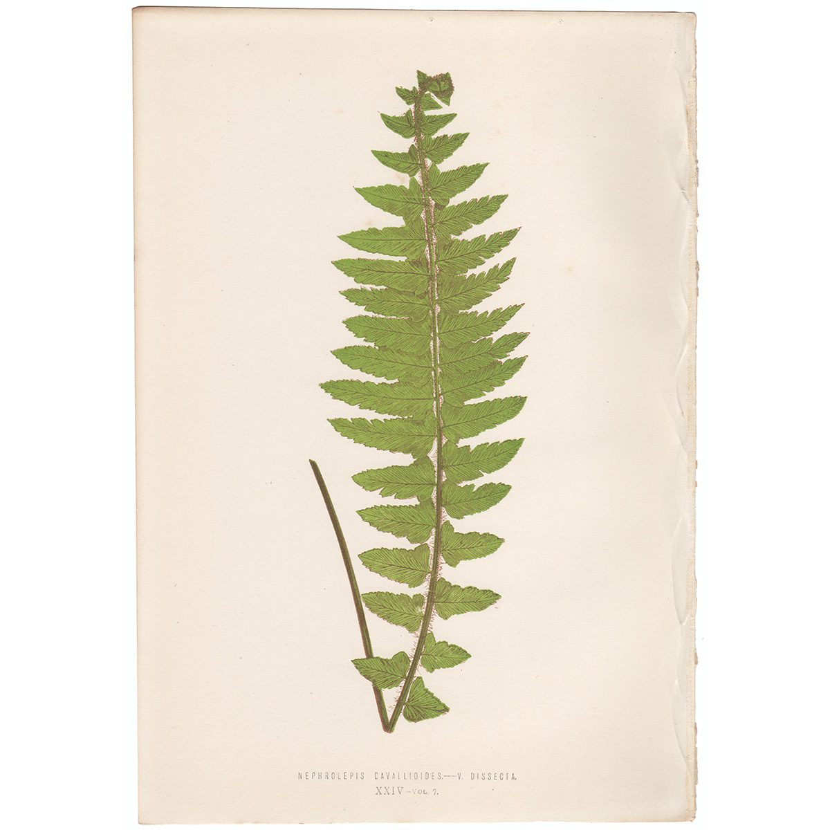 Lowe Ferns Vol 7 Plate 24 Nephrolepis Davallioides - V. Dissecta