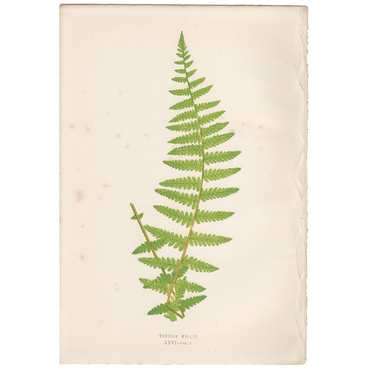 Lowe Ferns Vol 7 Plate 26 Woodsia Mollis