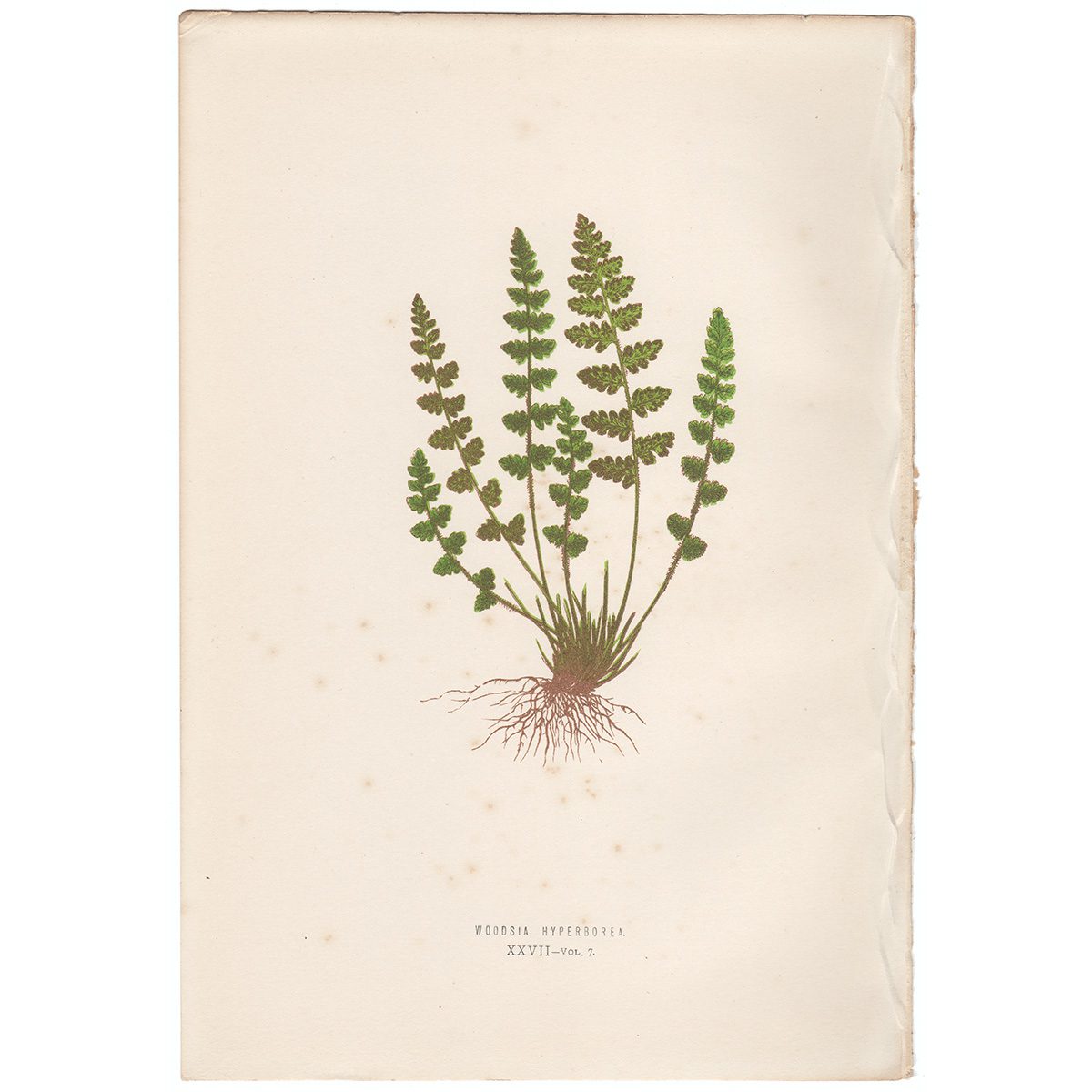 Lowe Ferns Vol 7 Plate 27 Woodsia Hyperborea