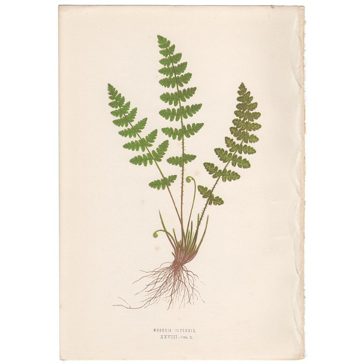 Lowe Ferns Vol 7 Plate 28 Woodsia Ilvensis
