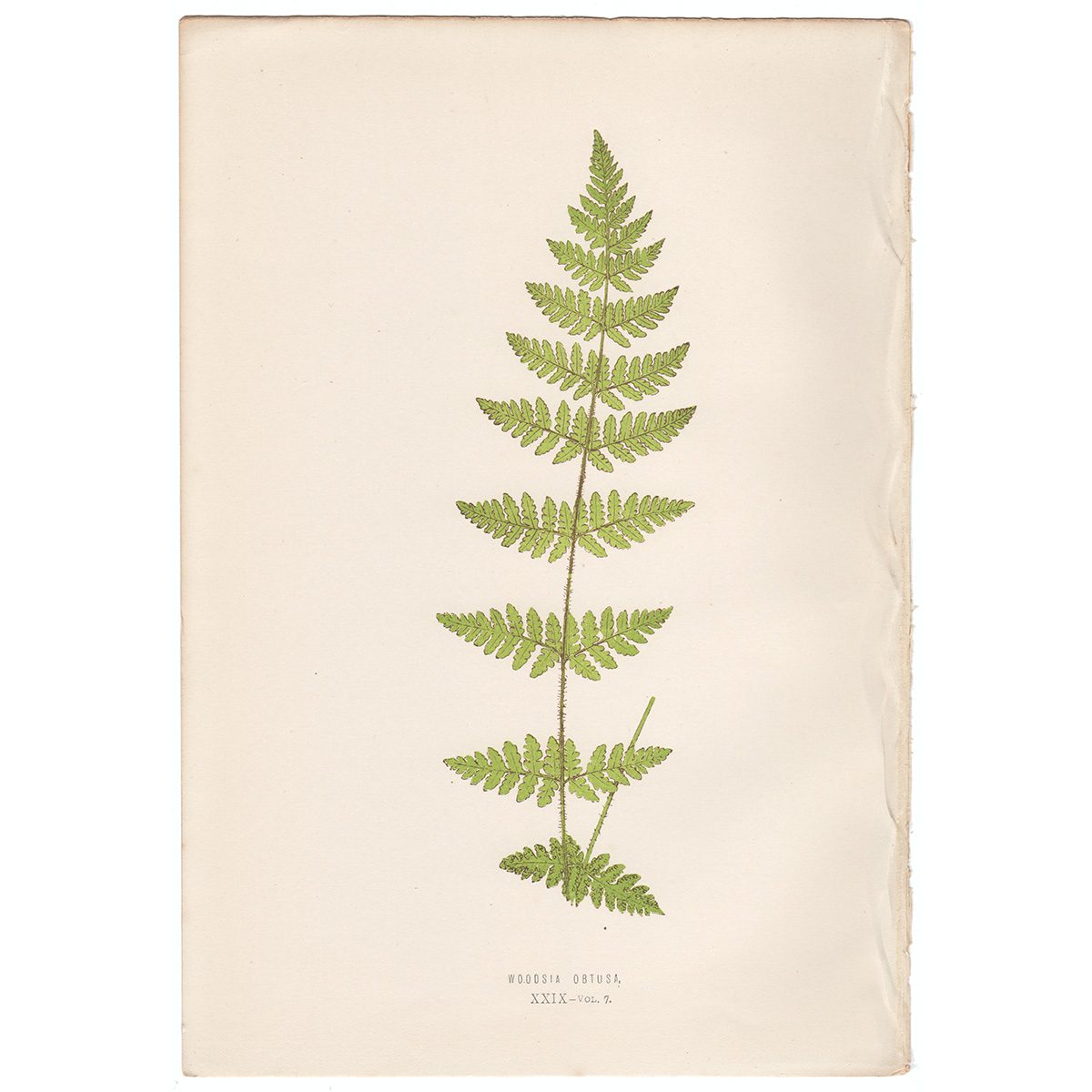 Lowe Ferns Vol 7 Plate 29 Woodsia Obtusa