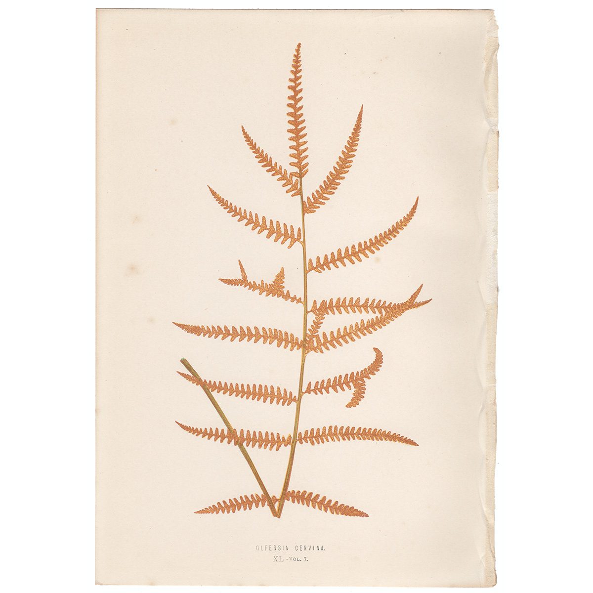 Lowe Ferns Vol 7 Plate 40 Olfersia Cernvia