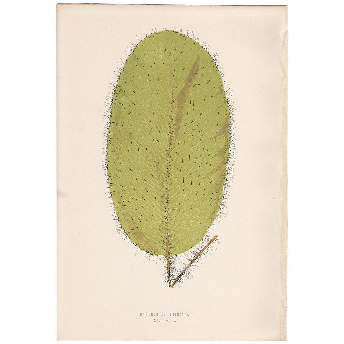 Lowe Ferns Vol 7 Plate 41 Hymenodium Crinitum