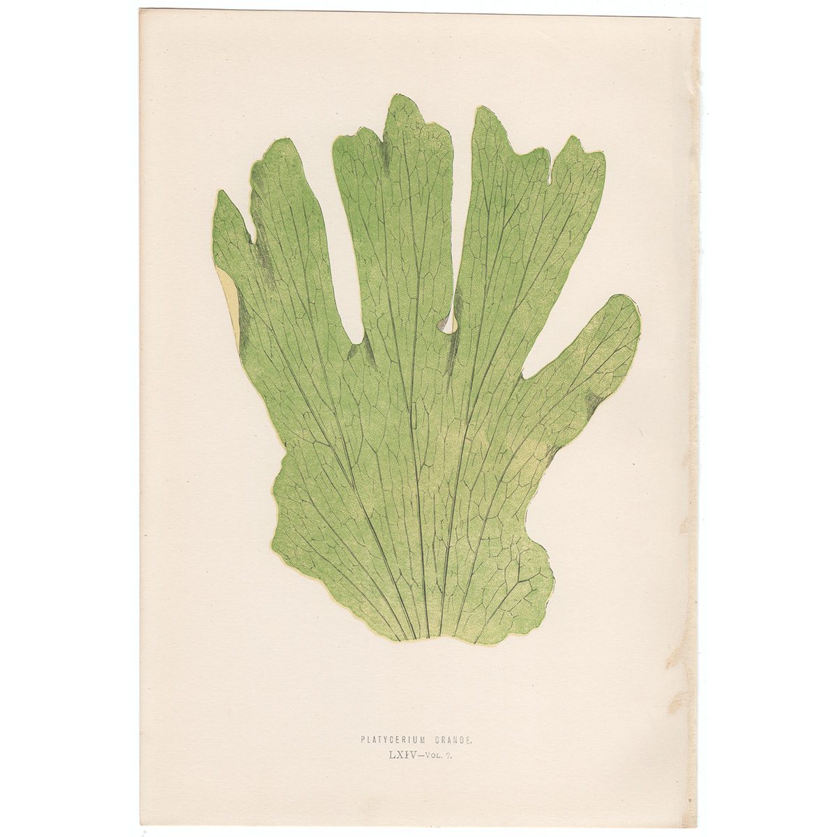Lowe Ferns Vol 7 Plate 64 Platycerium Grande