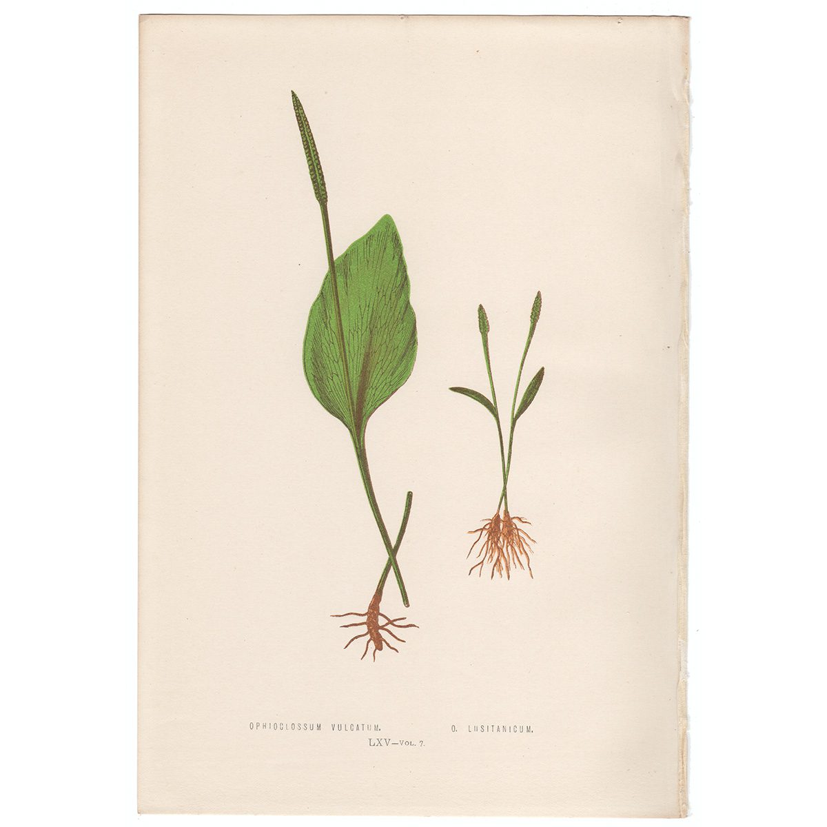 Lowe Ferns Vol 7 Plate 65 Ophioclossum Vulcatum; Ophioclussum Lusitanicum
