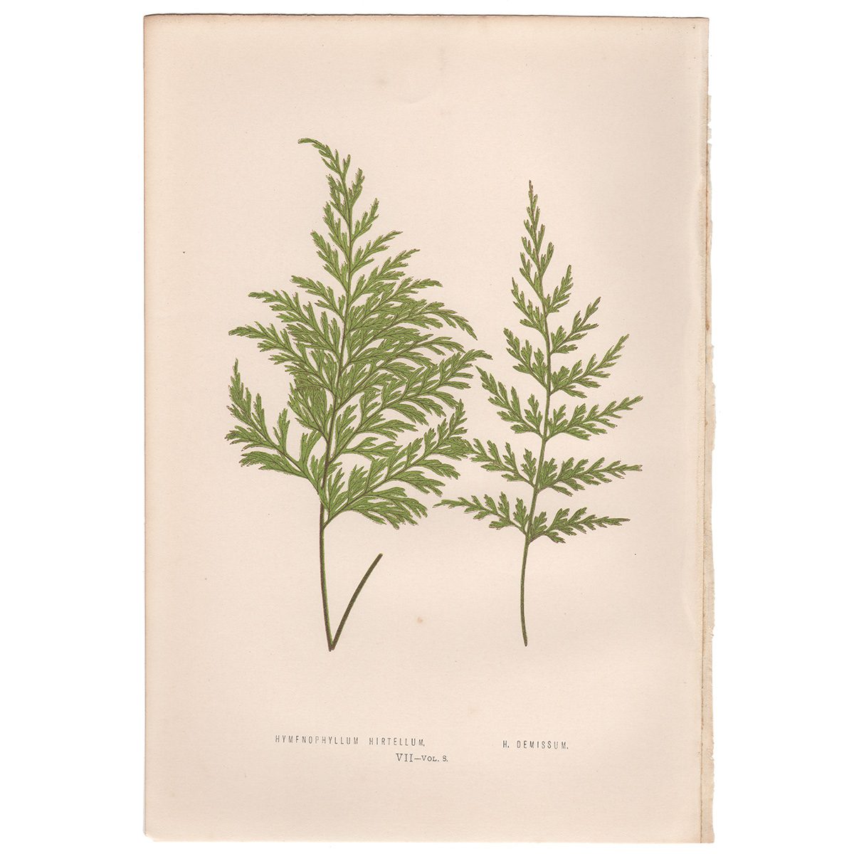 Lowe Ferns Vol 8 Plate 7 Hymenophyllum Hirtellum; Hymenophyllum Demissum
