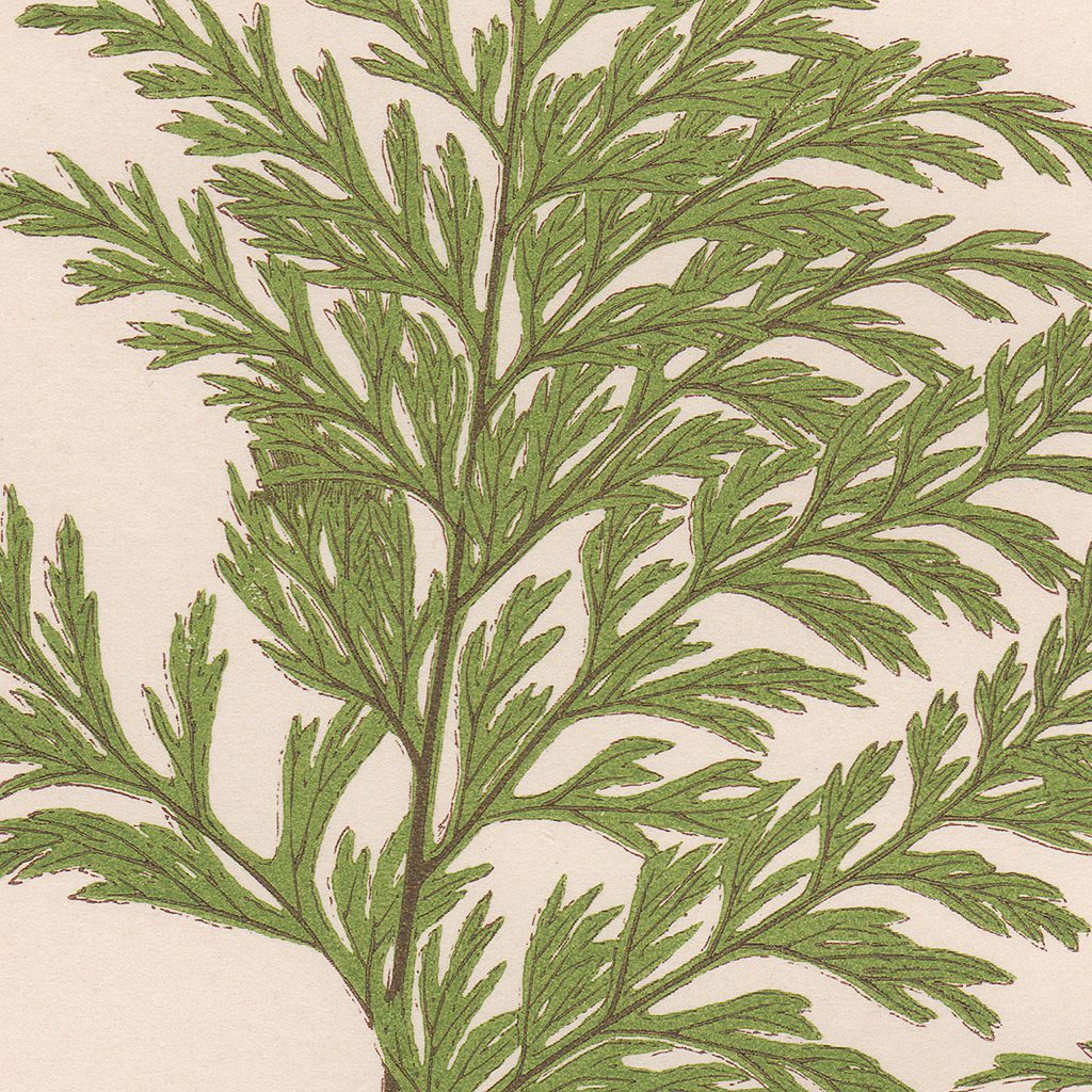 Lowe Ferns Vol 8 Plate 7 Hymenophyllum Hirtellum; Hymenophyllum Demissum - Image 2