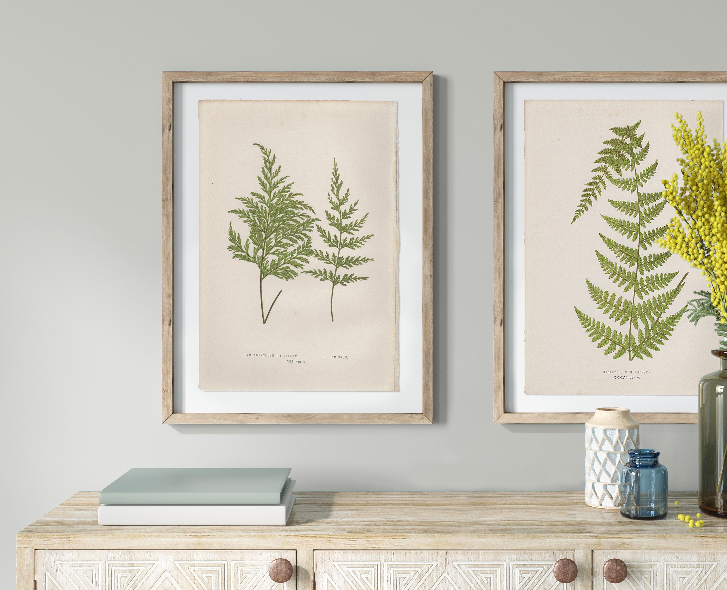 Lowe Ferns Vol 8 Plate 7 Hymenophyllum Hirtellum; Hymenophyllum Demissum - Image 4