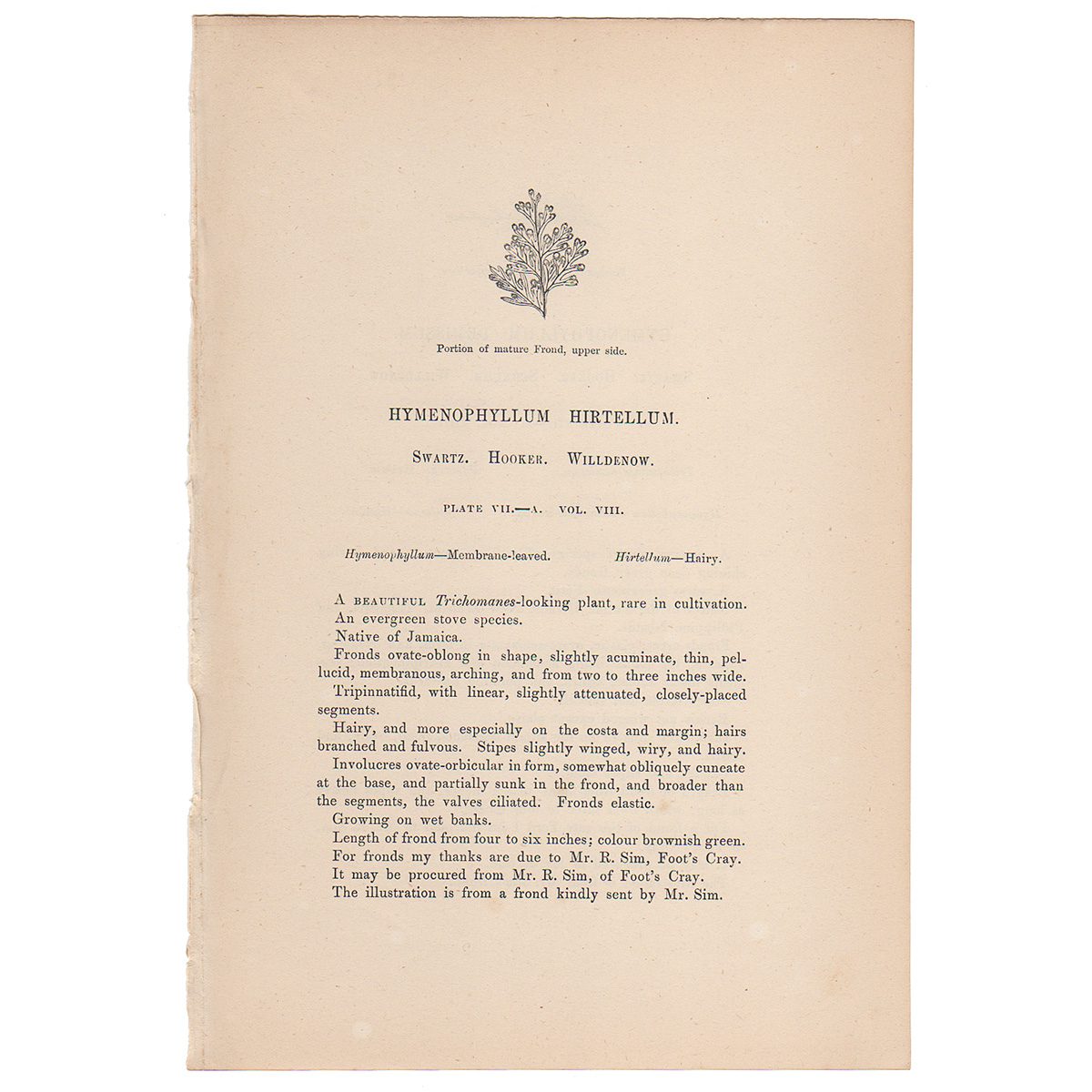 Lowe Ferns Vol 8 Plate 7 Hymenophyllum Hirtellum; Hymenophyllum Demissum - Image 3