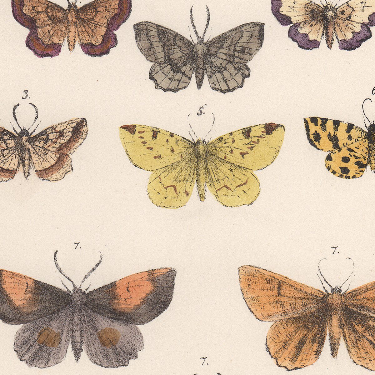 Morris British Moths Plate 17 Swallow-tail Moth - Image 2