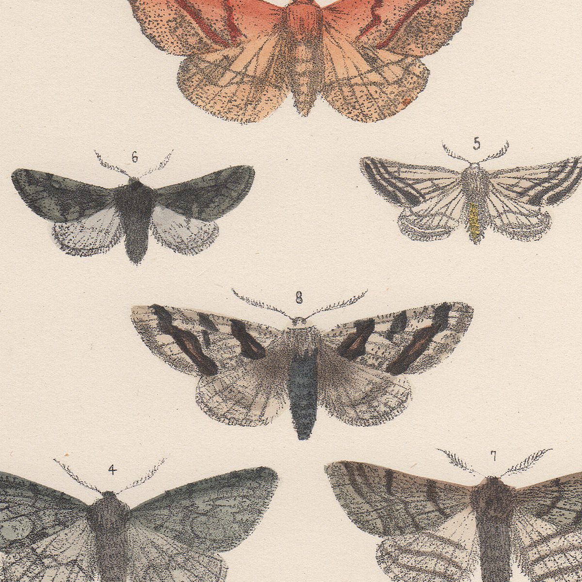 Morris British Moths Plate 19 September Thorn Moth - Image 2