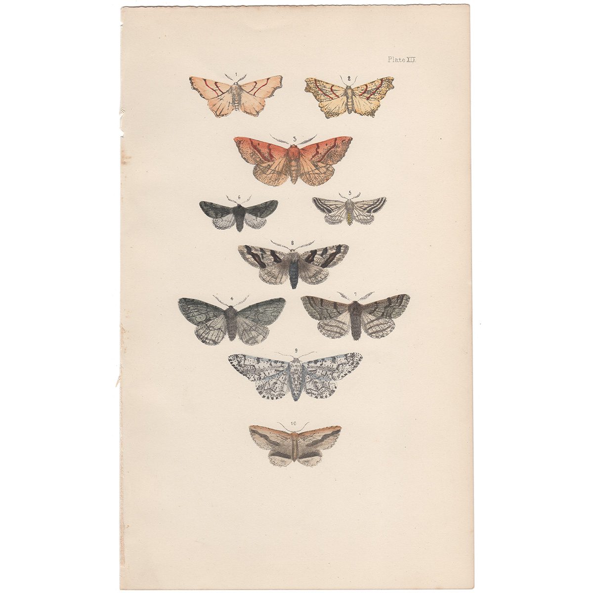 Morris British Moths Plate 19 September Thorn Moth