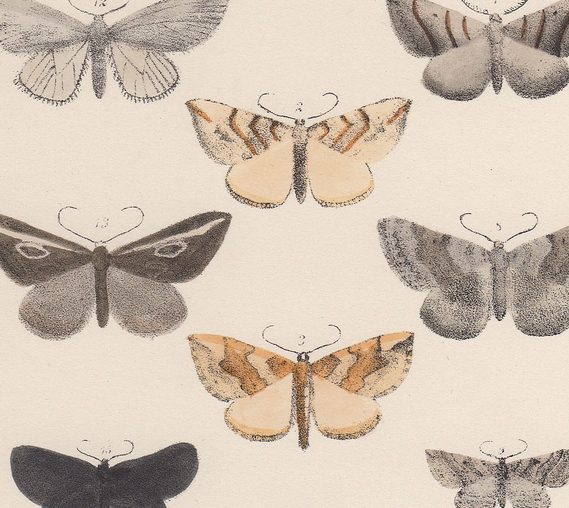 Morris British Moths Plate 35 Spinach Moth - Image 2
