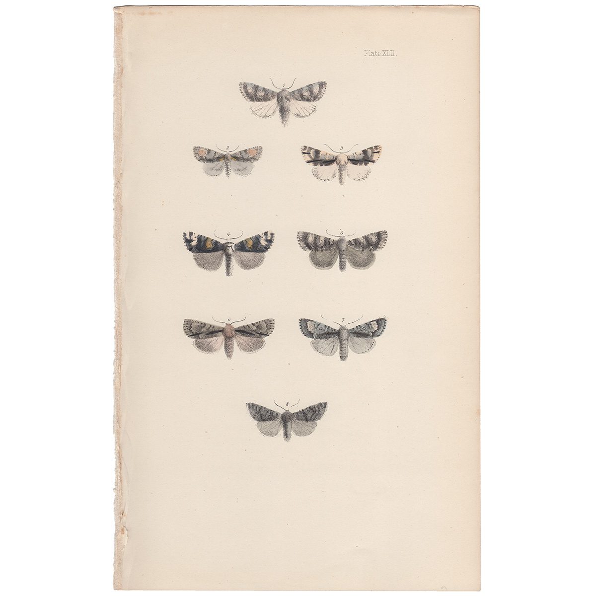 Morris British Moths Plate 42 Bramble Moth