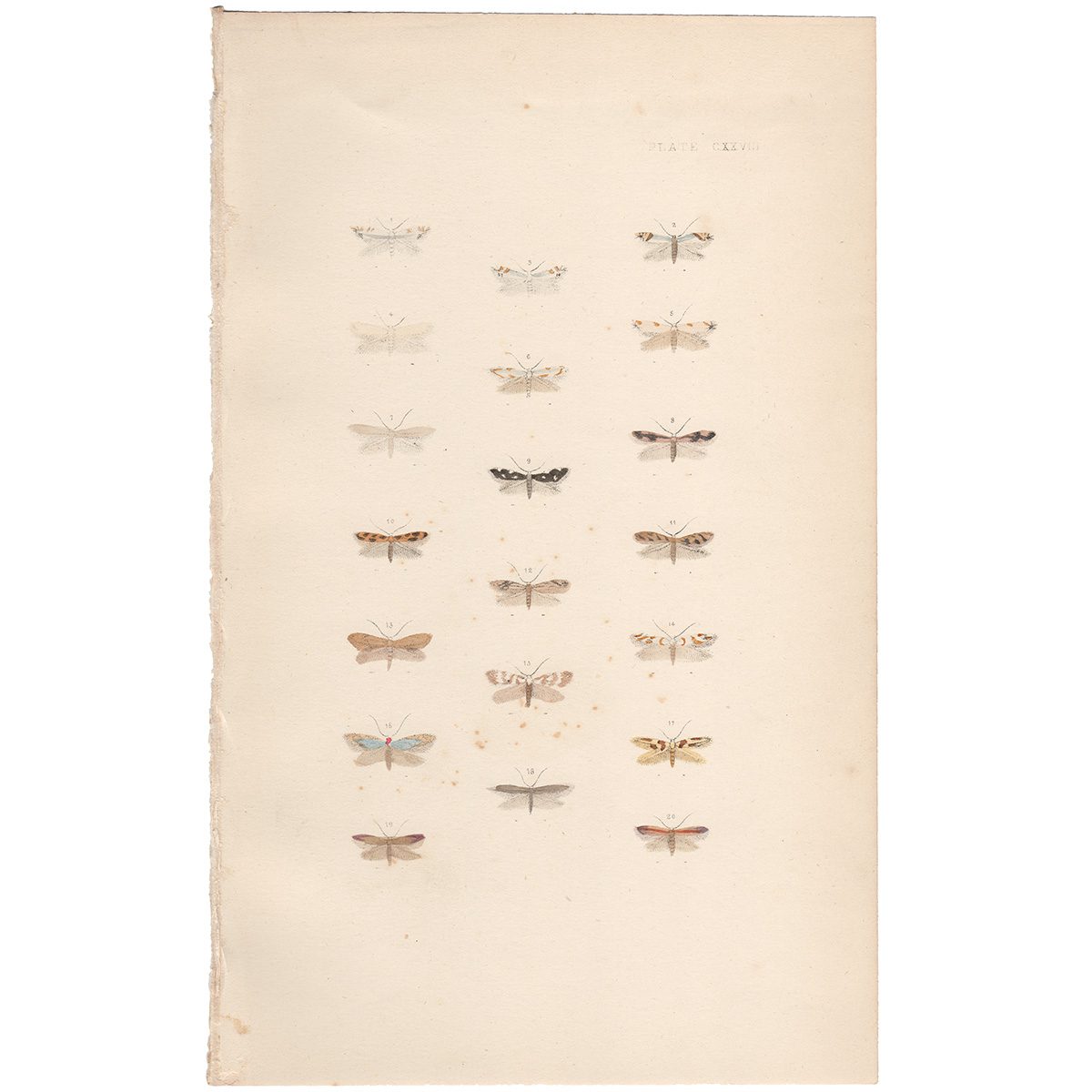 Morris British Moths Plate 128 Pear Leaf Blister Moth