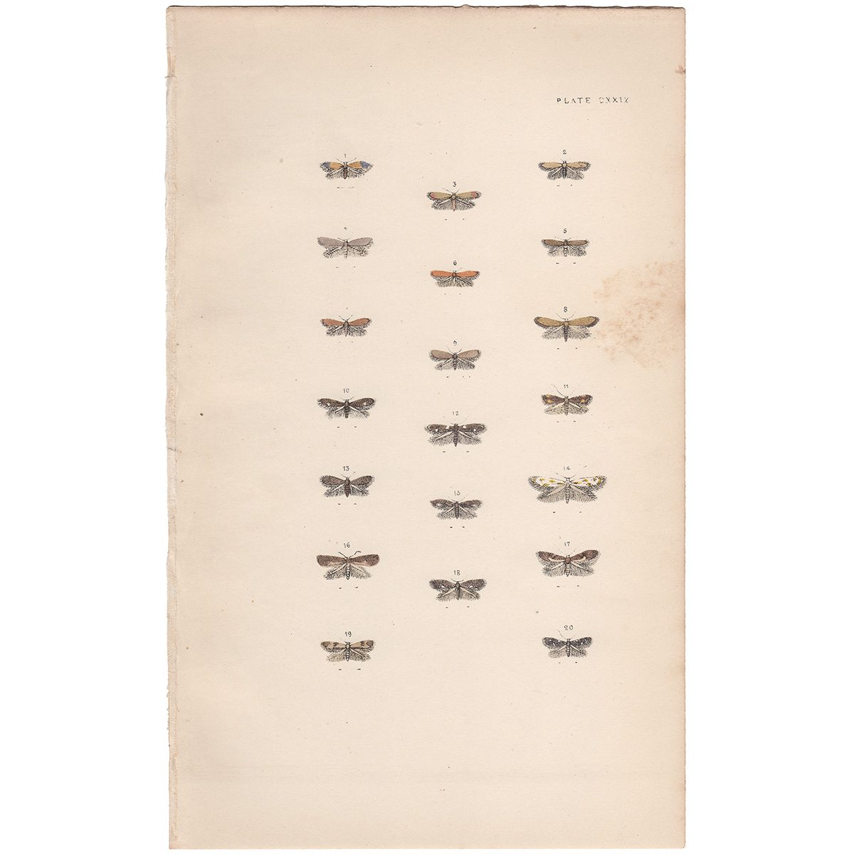 Morris British Moths Plate 129 Pygmy or Midget Moth