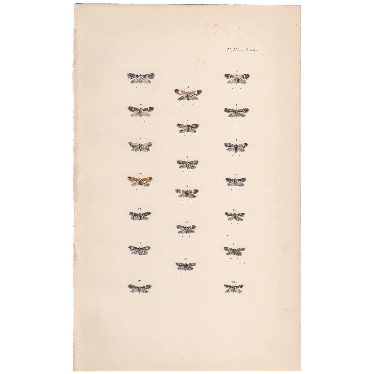 Morris British Moths Plate 130 Pygmy or Midget Moth