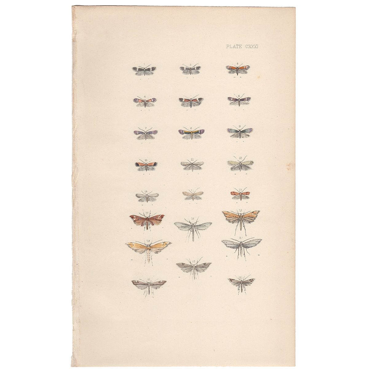 Morris British Moths Plate 131 Pygmy or Midget Moth
