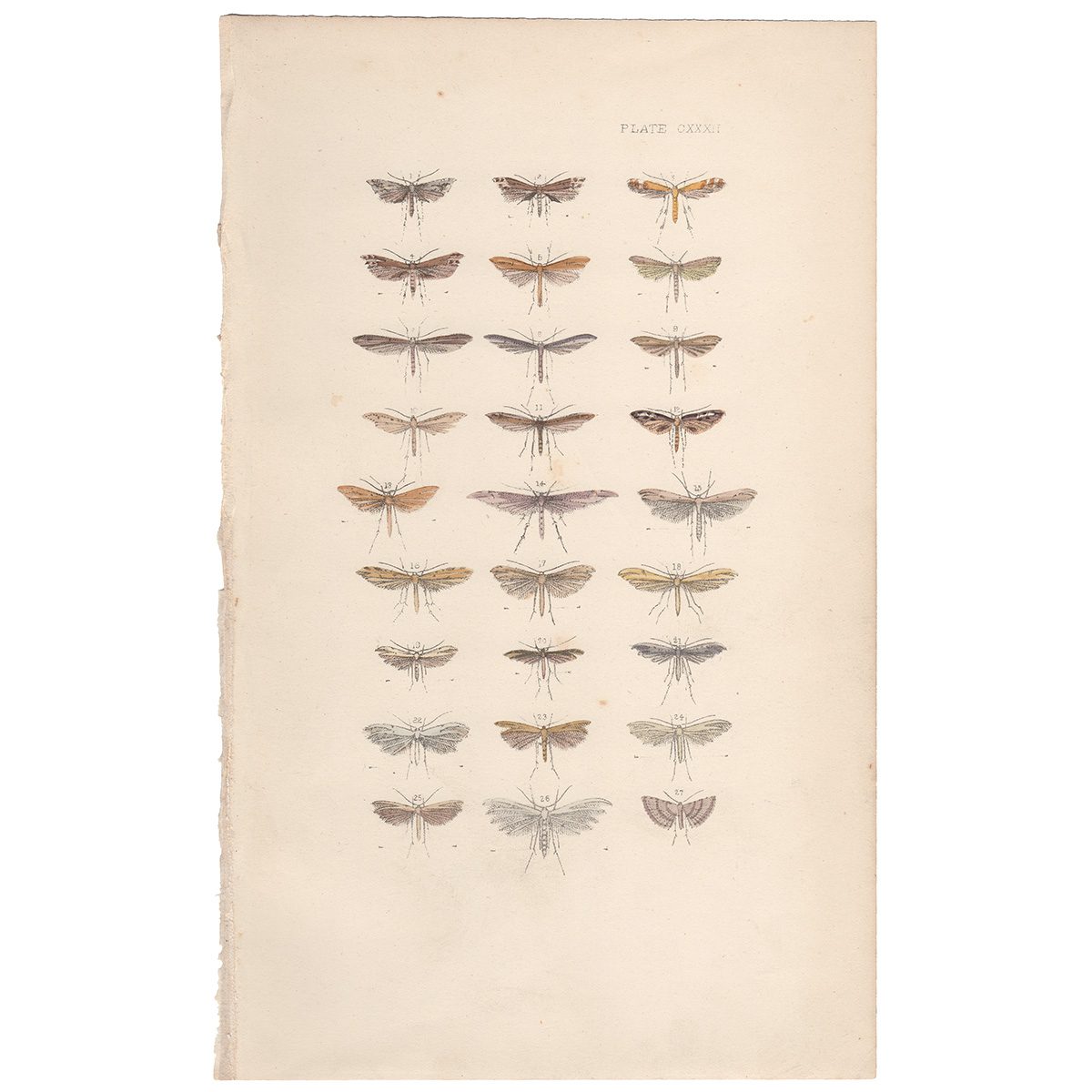 Morris British Moths Plate 132 White Plume Moth